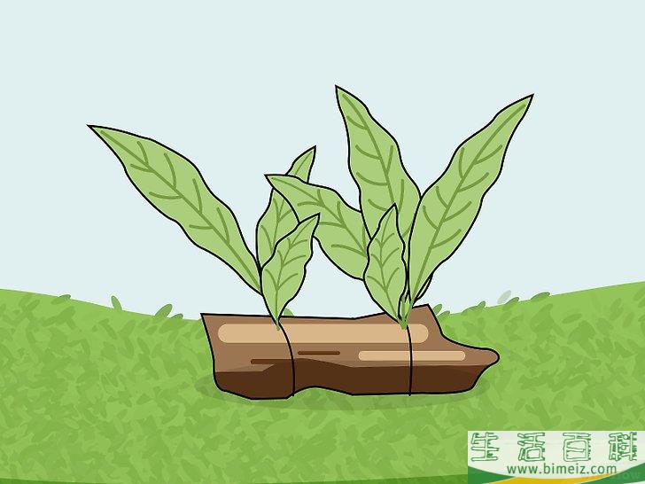 怎么种植淡水水族箱植物