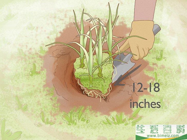 怎么除去莎草