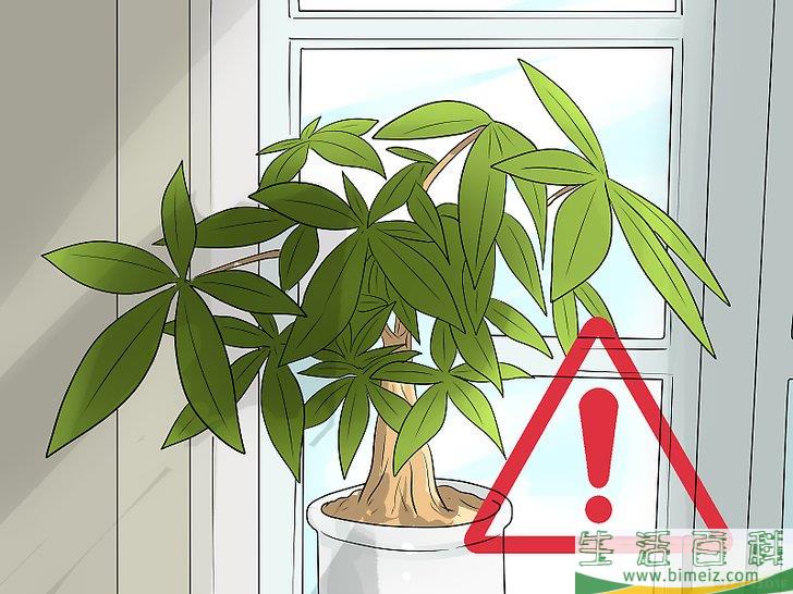 怎么照料招财树