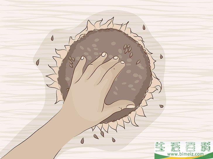 怎么干燥向日葵