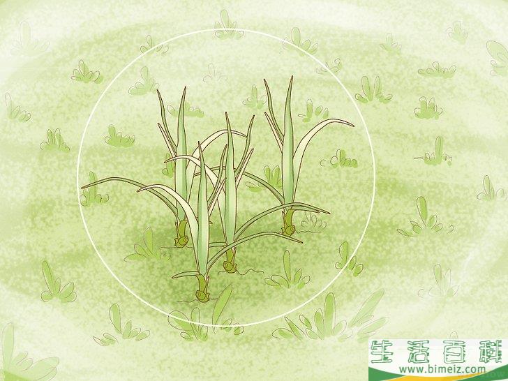 怎么除去莎草