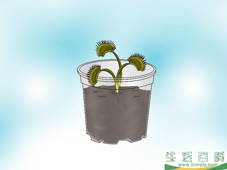 怎么种植捕蝇草