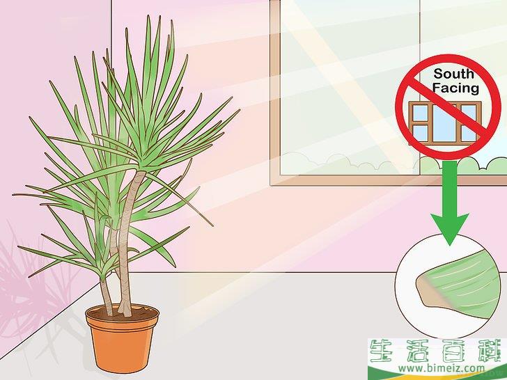 怎么养护马达加斯加龙血树