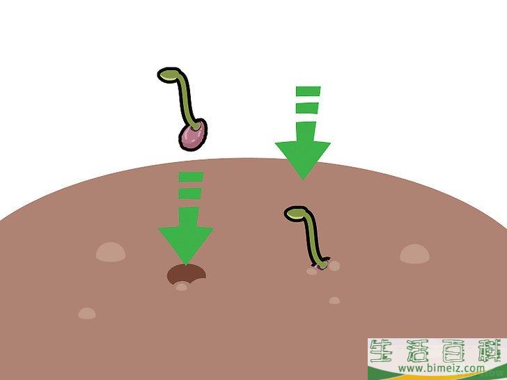 怎么种植莲花