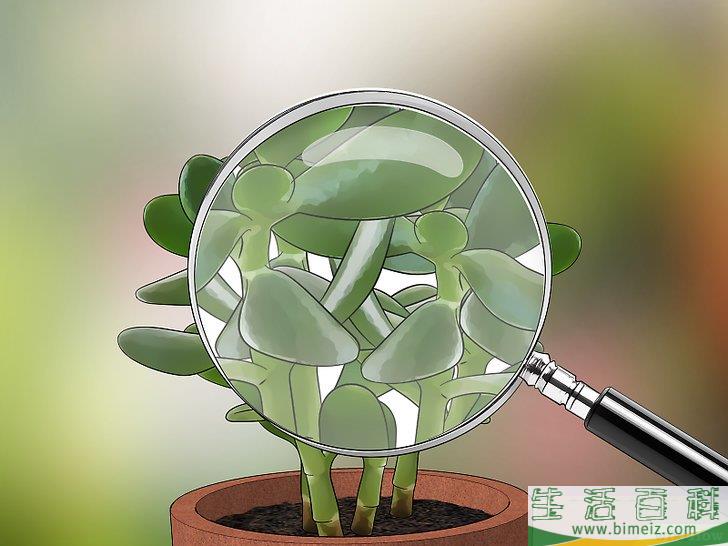 怎么消灭粉疥虫