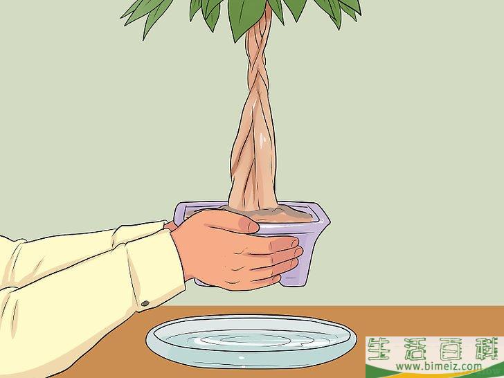 怎么照料招财树