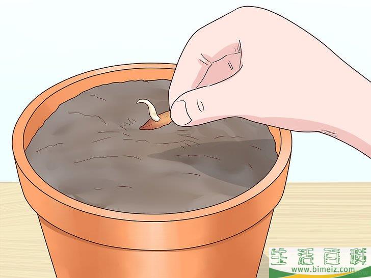 怎么从枣核开始培植椰枣树