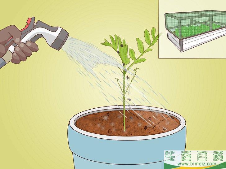 怎么种扁豆