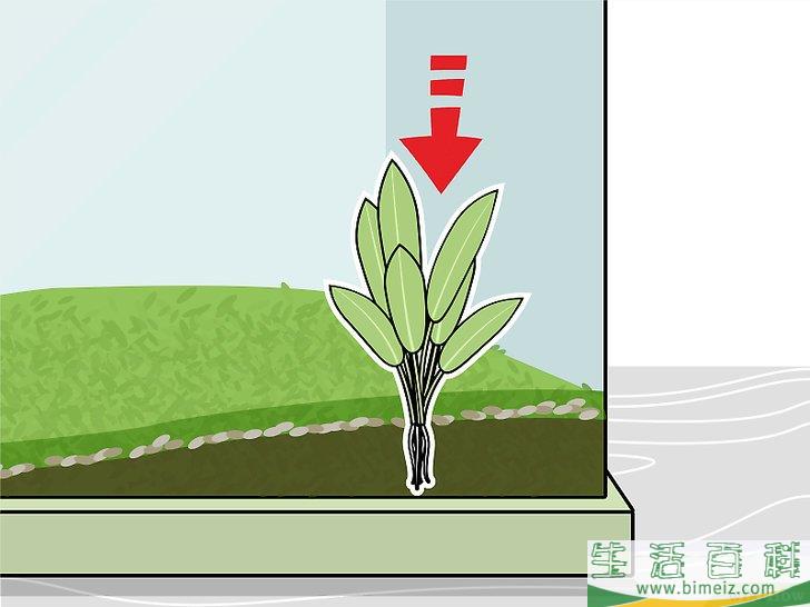 怎么种植淡水水族箱植物