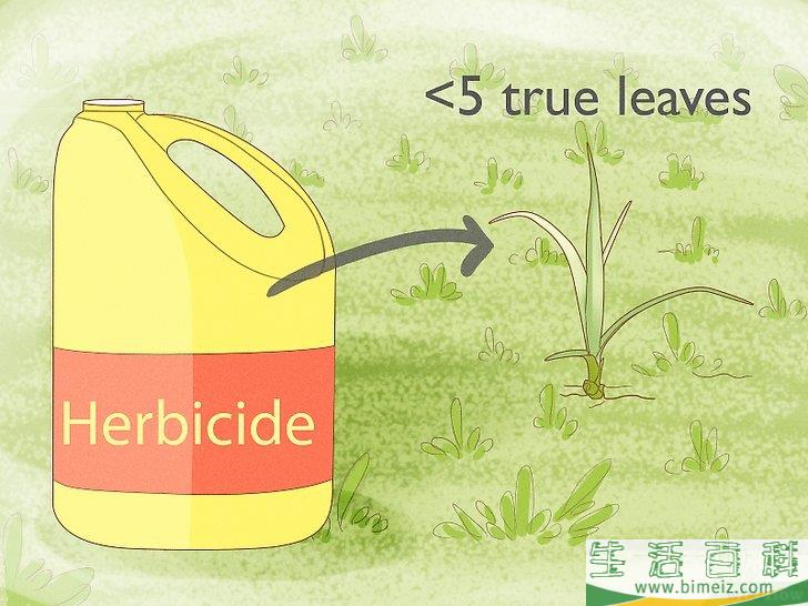 怎么除去莎草