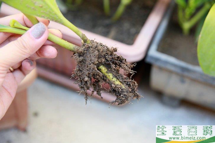 怎么挽救浇了太多水的植物