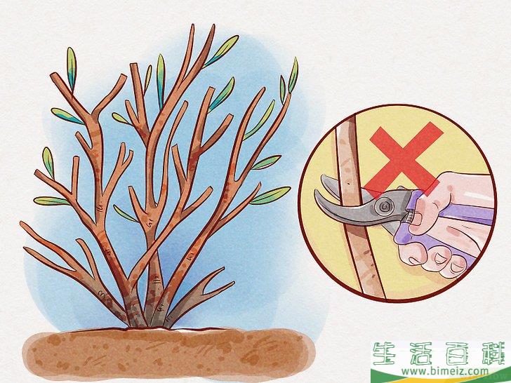 怎么给锦带花修枝