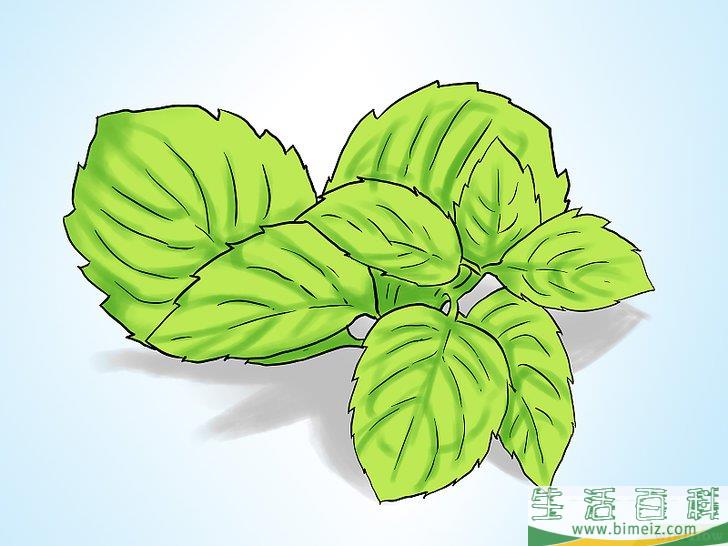 怎么在花盆里种植薄荷