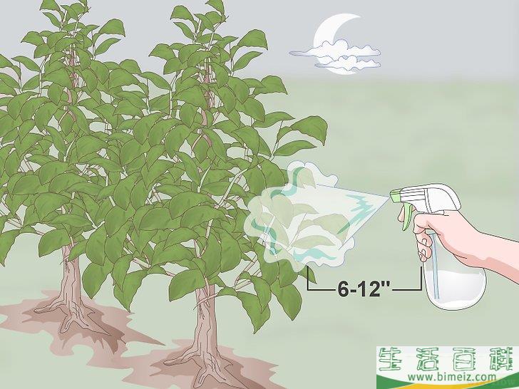 怎么用大蒜制作花园喷剂