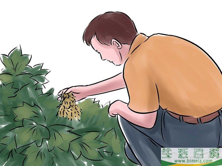 怎么种黄瓜