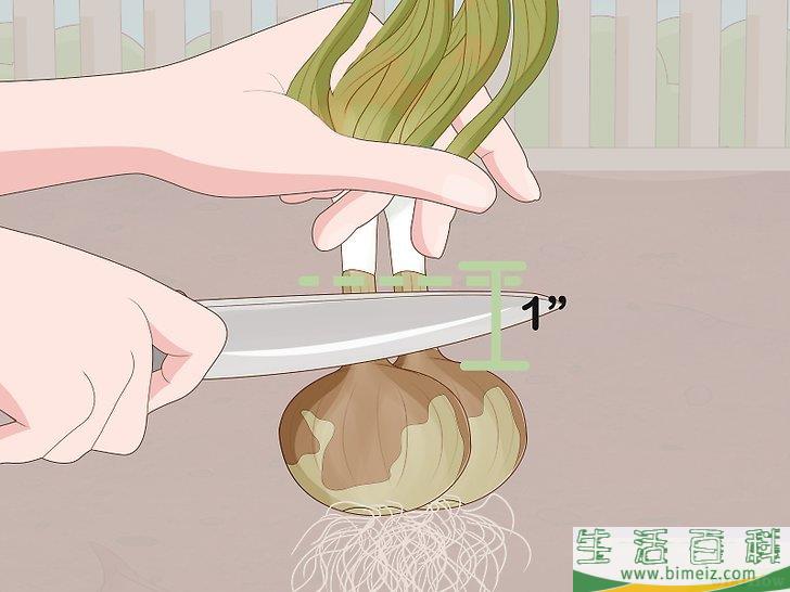 怎么种植发芽的洋葱