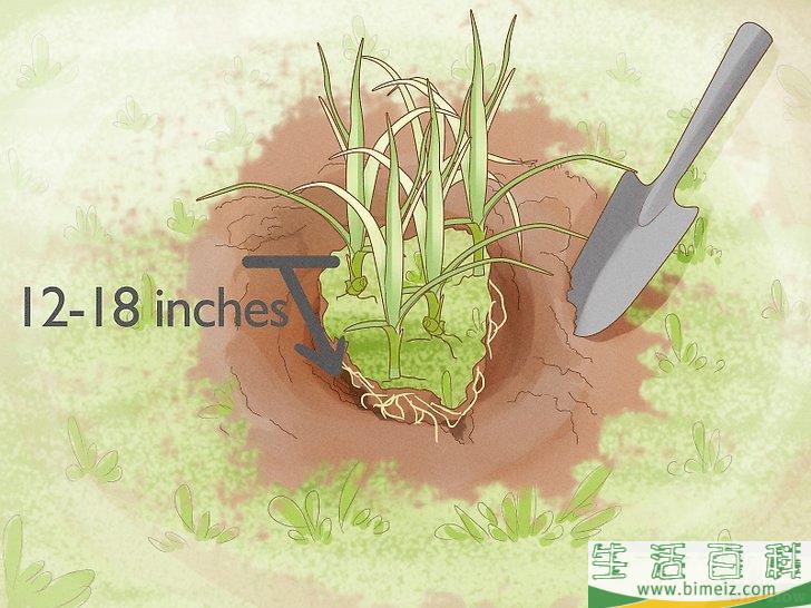 怎么除去莎草