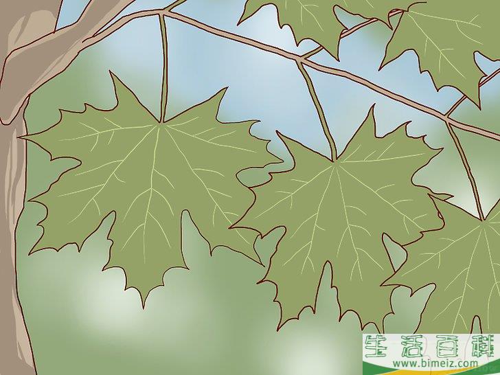怎么辨认糖槭树