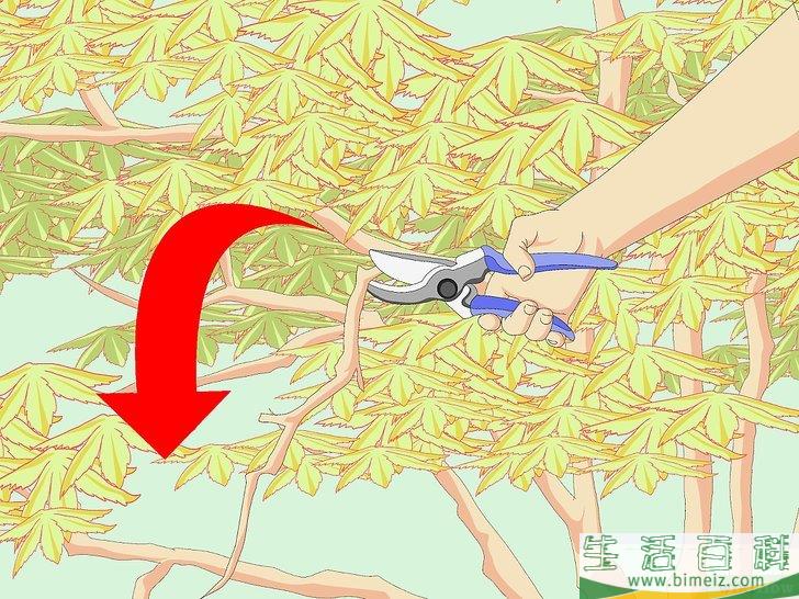 怎么修剪日本枫树