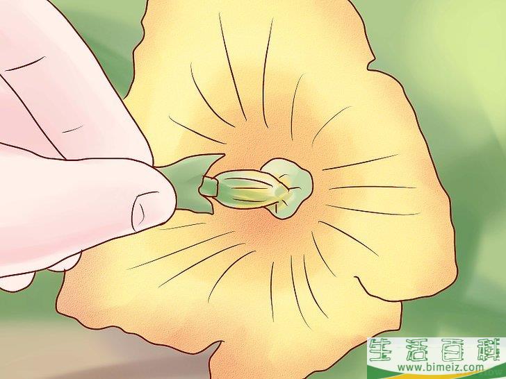 怎么种植西葫芦