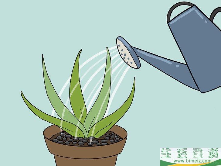 怎么让芦荟起死回生