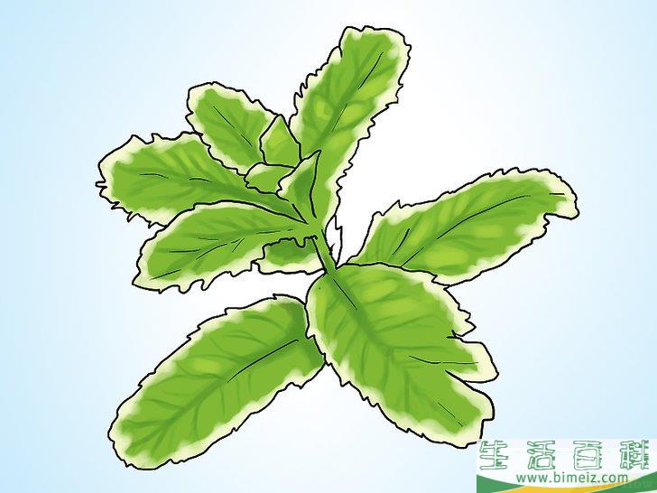 怎么在花盆里种植薄荷