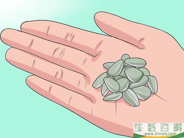 怎么种植向日葵种子