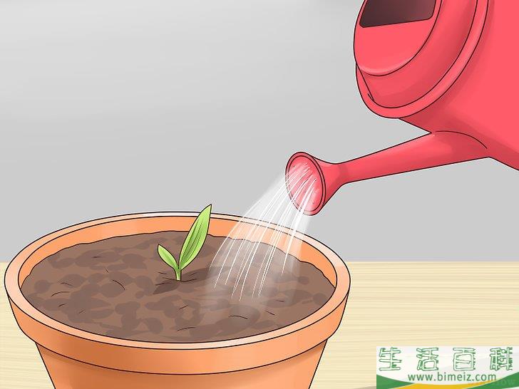 怎么从枣核开始培植椰枣树