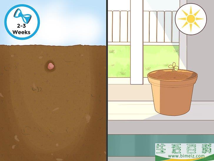 怎么种植西兰花