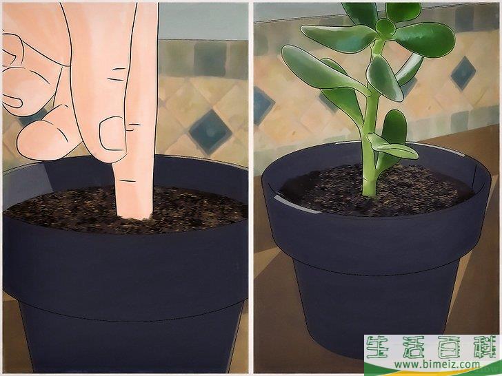 怎么种植翡翠木
