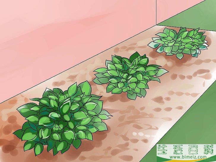 怎么照料玉簪花