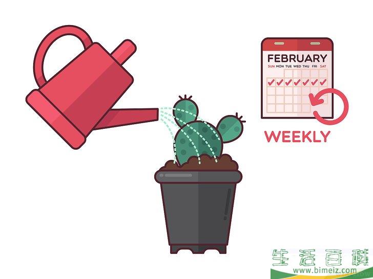 怎么在室内种植仙人掌