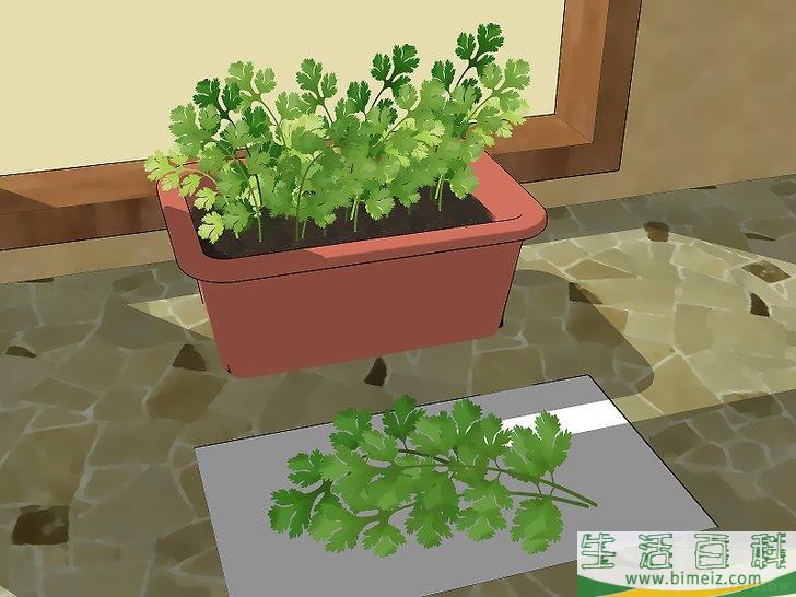 怎么种香菜