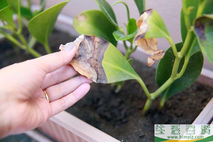 怎么挽救浇了太多水的植物