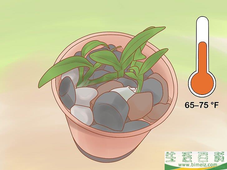 怎么照料石斛兰