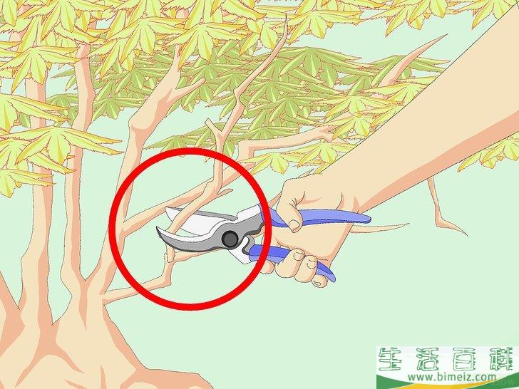 怎么修剪日本枫树