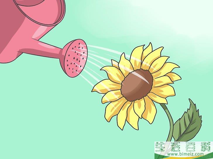 怎么种植向日葵种子