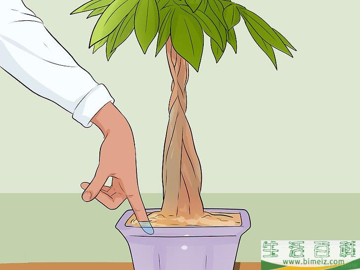 怎么照料招财树