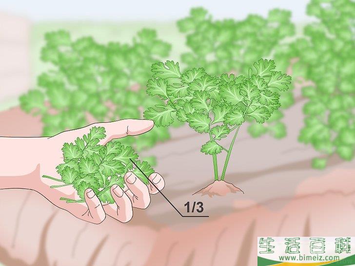 怎么修剪香菜