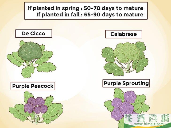 怎么种植西兰花