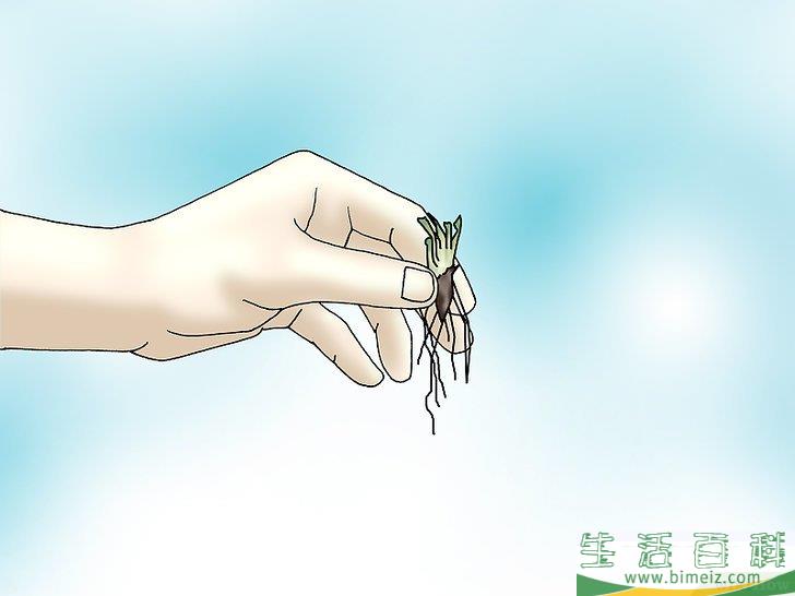 怎么种植捕蝇草