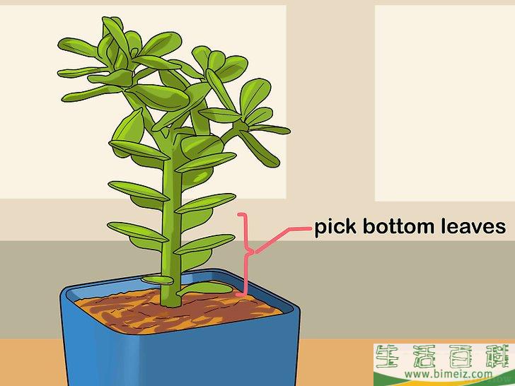 怎么用叶插法培育多肉植物