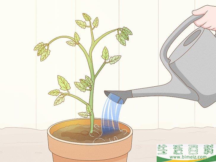 怎么通过自然的方法消灭红蜘蛛