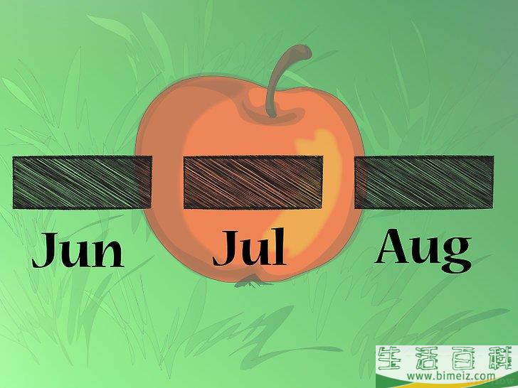 怎么种植野花