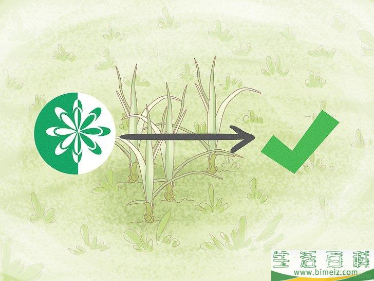 怎么除去莎草