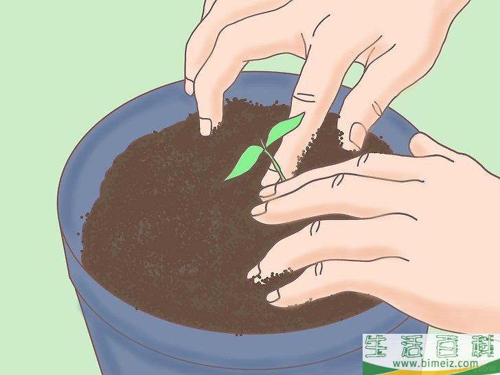 怎么从种子开始种植柠檬