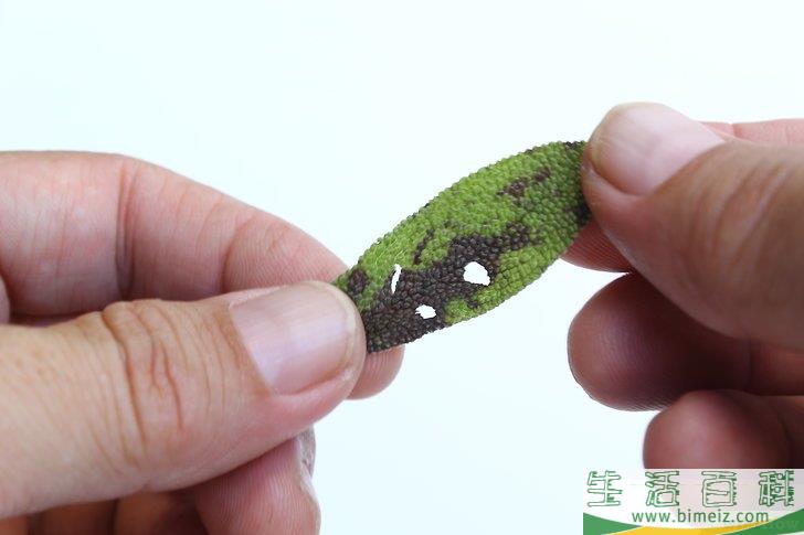怎么得到干燥的鼠尾草
