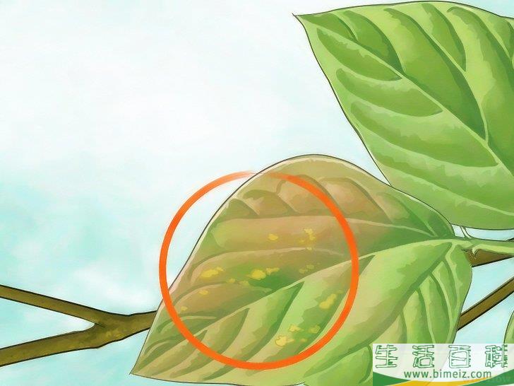 怎么消灭介壳虫