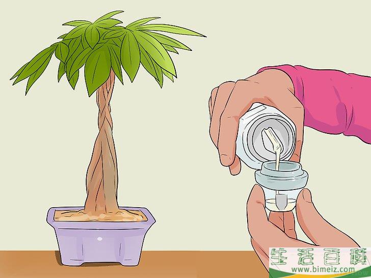 怎么照料招财树
