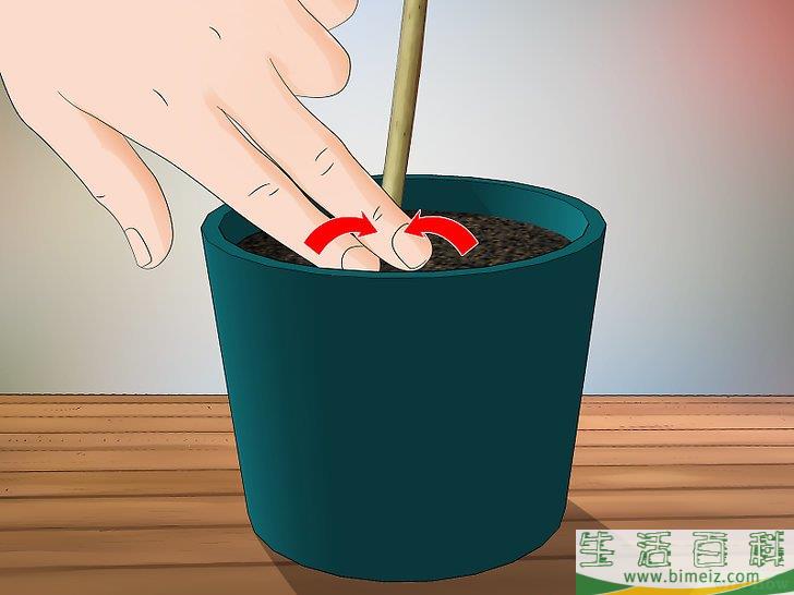 怎么扦插茉莉花